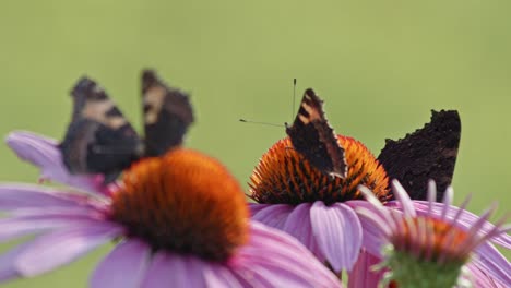 flock of four butterflies eating nectar from orange coneflower - macro static shot