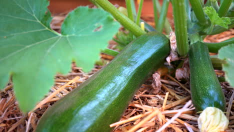 fresh, ripe, zucchini growing on the vine - isolated sliding view