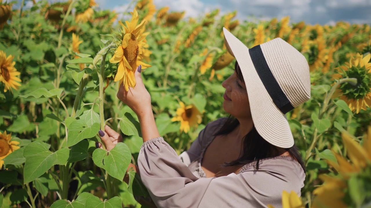 Primer plano de una mujer examinando y tocando suavemente girasoles en plena floración en un campo extenso. Sus manos con uñas pintadas interactúan de cerca con los vibrantes pétalos amarillos