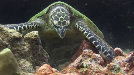 hawksbill turtle eating 7