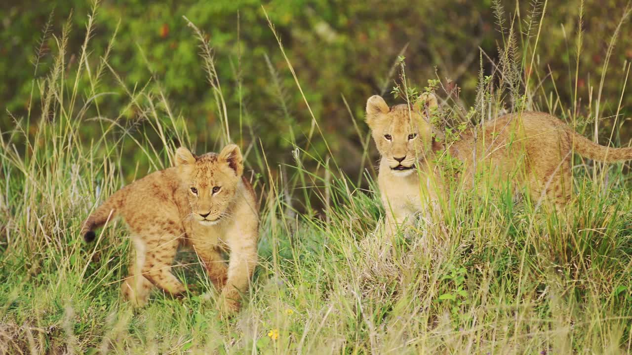 slow motion shot van jonge leeuwenkinderen en moeder die rusten in dekking van weelderig groen in dikke vegetatie, afrikaanse dieren in het maasai mara national reserve, kenia, big five afrika safari dieren