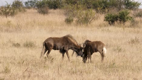 Zwei-Schwarze-Gnus,-Die-Zusammen-In-Der-Südafrikanischen-Savanne-Grasen