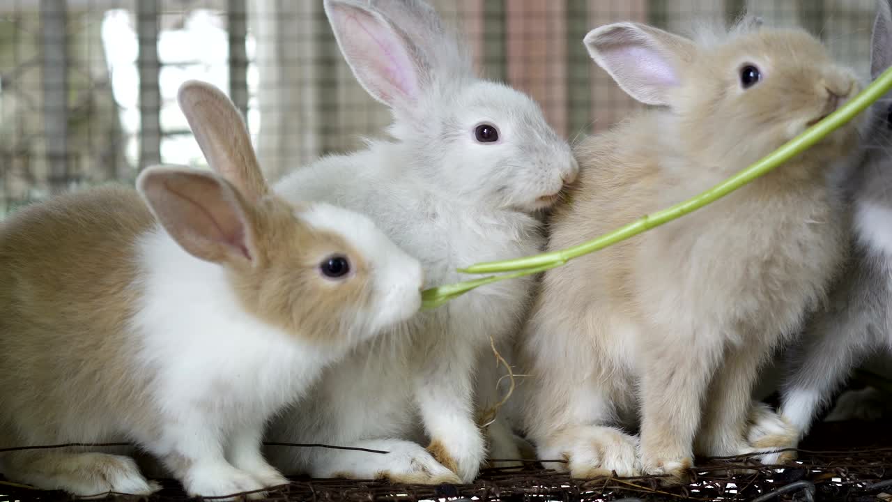 토끼에게 채소를 먹이는 것.