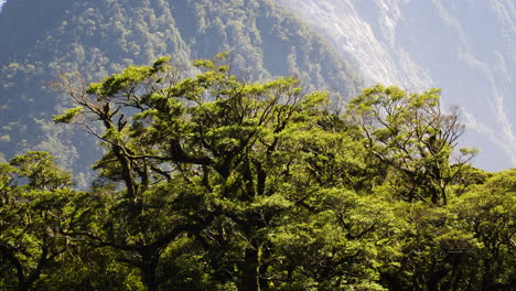 árboles verdes naturales de nueva zelanda en milford sound fiordland, entorno natural de la madre tierra