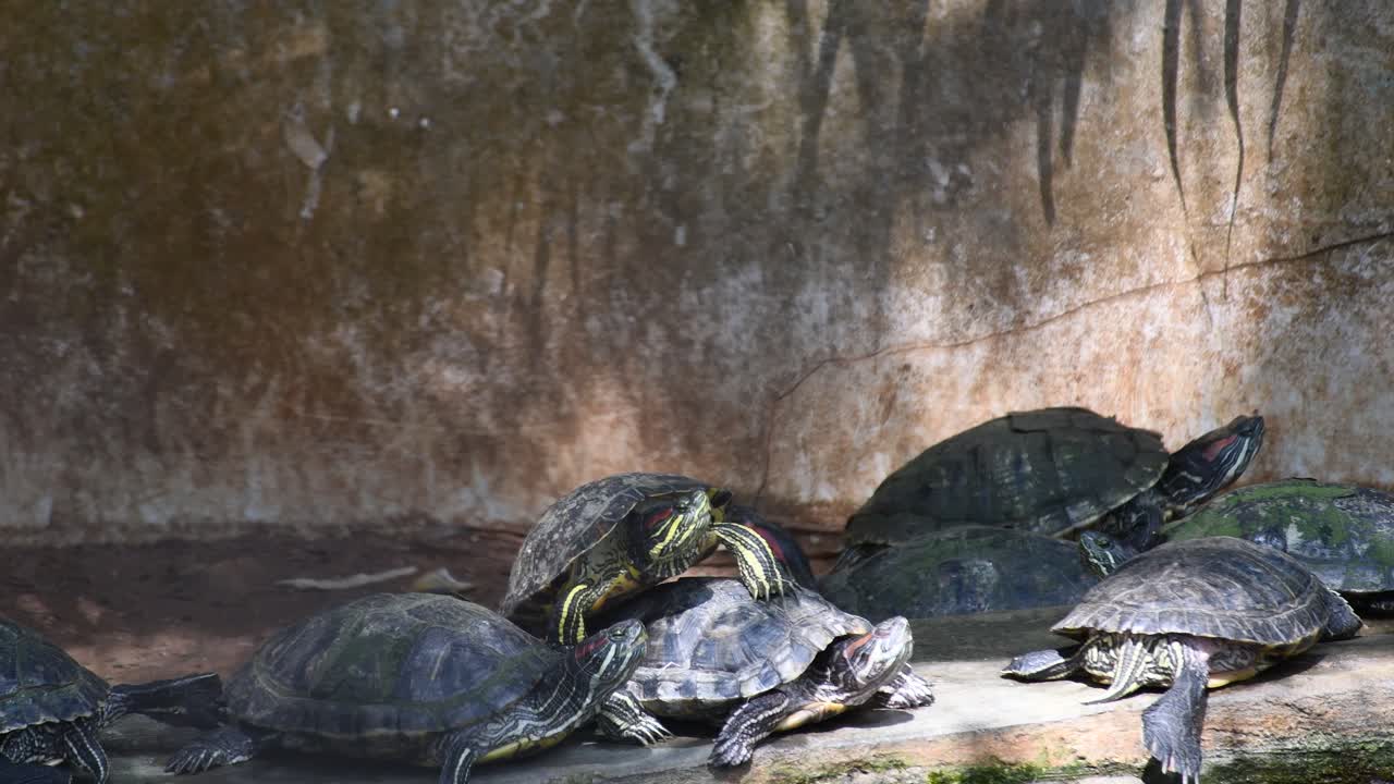 Many turtles have gathered on a bank turtles take a break from swimming and basking in the sun