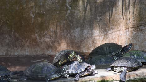 Muchas-Tortugas-Se-Han-Reunido-En-Un-Banco-Las-Tortugas-Se-Toman-Un-Descanso-De-Nadar-Y-Tomar-El-Sol