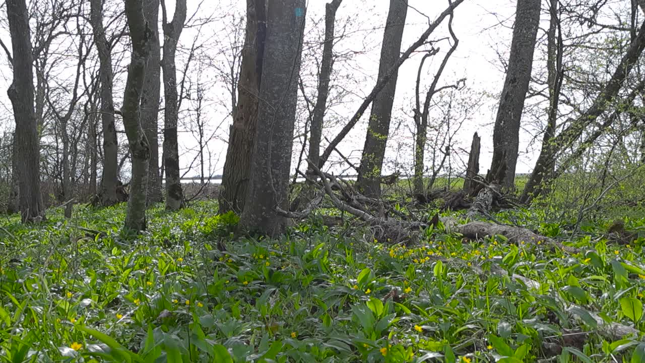 Gorgeous low angle footage of a lush and green sunny spring forest with leafless bare trees while bear garlic or onions grow between them with large green leaves. Puhtulaid nature conservation area.
