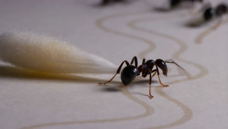 ants following a pheromone trail to a cotton swab