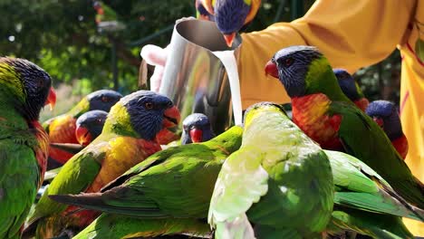 wolontariusz dzikiej przyrody wylewa dzbanek z płynem do karmienia grupie zgromadzonych razem ptaków lorikeet