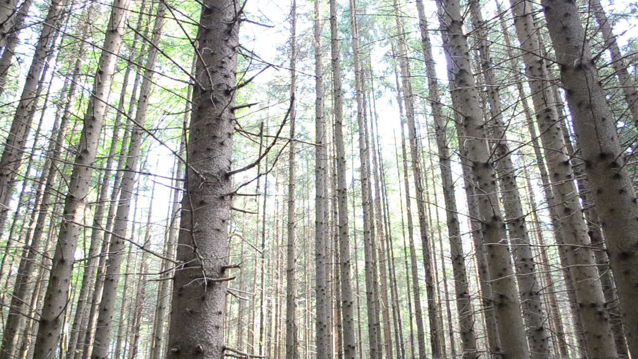 Tronchi di pini nel bosco. Scatto estivo