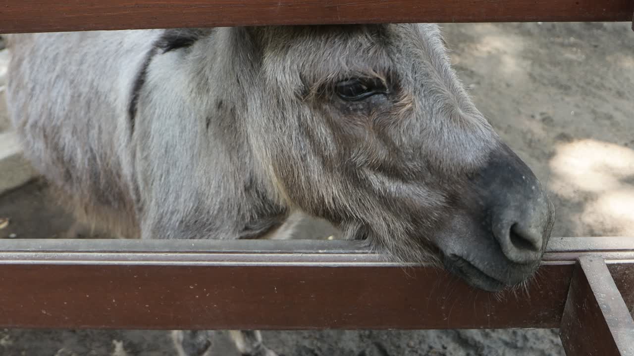 Donkey close up head in farm pen, rustic countryside livestock scene