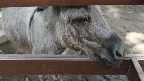 donkey close up head in farm pen, rustic countryside livestock scene