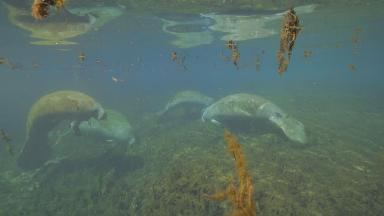 Manatees resting in shallow natural spring water at Manatee Springs State Park