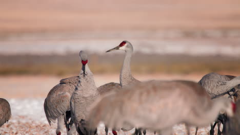 Group-of-Sandhill-Cranes-preening-and-eating-in-a-snowy-field