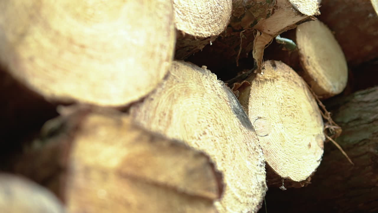 Top down stack of tree, very close up macro front of a felled tree trunk