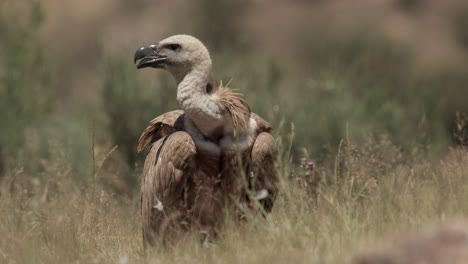 Pájaro-Depredador-Gyps-Fulvus-De-Pie-Sobre-Una-Pradera-Cubierta-De-Hierba