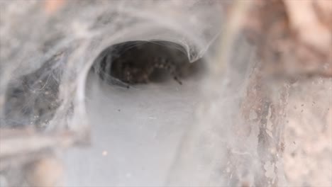 una araña que se encuentra en los bosques de tierras bajas con una trampa de telaraña en el suelo diseñada como un embudo que se estrecha de ancho a un túnel angosto en el que llevará a su presa al interior