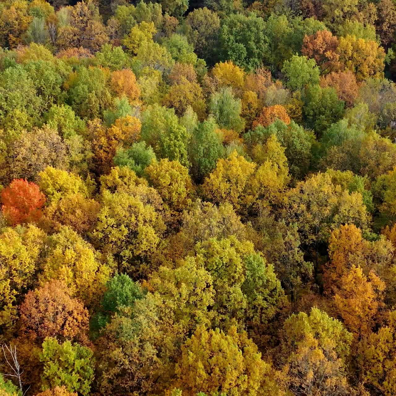 Beautiful autumn scenery. Flight over the forest in fall season. Road with moving cars inside the woodland. Aerial view