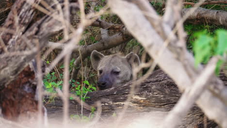 a beautiful african hyena hiding in the bushes - close up