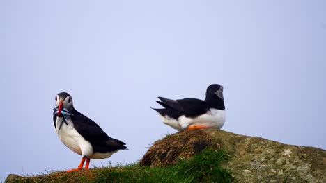 atlantic puffin with fishes in its beak next to another puffin sitting on rock, faroe islands