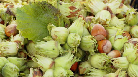 Close-up-of-ripe-hazelnuts-in-nutshells-drying,-raw-fresh-picked-nuts-fruit,-harvest-autumn-time
