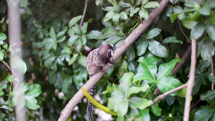 Un cucciolo di scimmia si nutre su un albero a Rio de Janeiro, Brasile