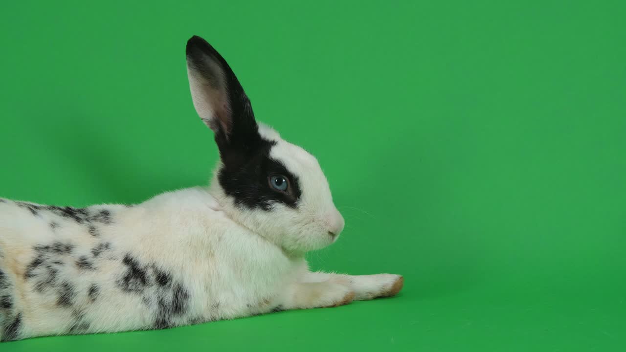 Black and White Spotted Rabbit