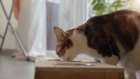 static shot of a cat coming into frame and walking around its bowl waiting for food