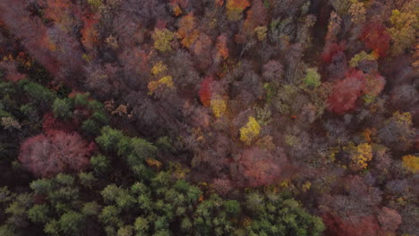 autumn forest drone shot video