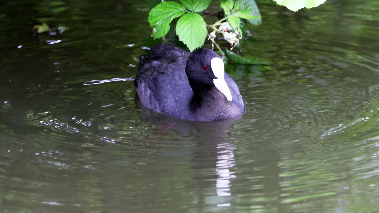la coot eurasiática, fulica atra, buceando y en busca de alimento