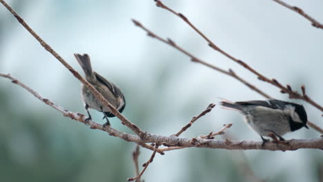 coal or cole tit eating pecking with beak and excrement on tree branch or twig