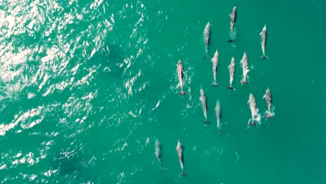 drone aerial shot of forresters beach dolphin pod swimming following in channel pacific ocean central coast nsw australia 4k