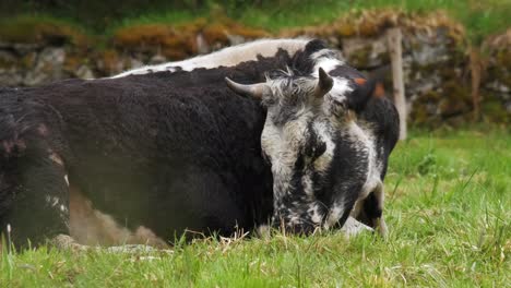 Rare-Vosgienne-black-and-white-cow-portrait-resting-lying-in-a-green-meadow-in-spring-Vosges-France-4K