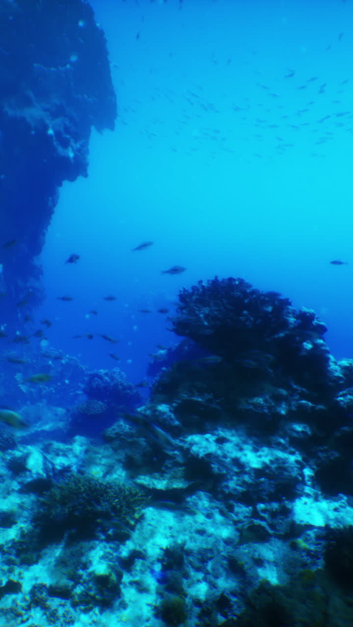 una vista submarina de un arrecife de coral con peces