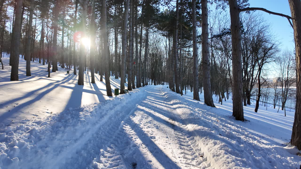 Frozen forest covered in white snow and glowing bright sun in winter
