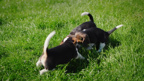 varios cachorros mordisquean las zapatillas del propietario en el césped