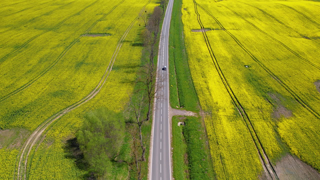 황색 카놀라 농장 땅 을 통과 하는 경치 좋은 시골 도로 에 있는 자동차, 공중 전망
