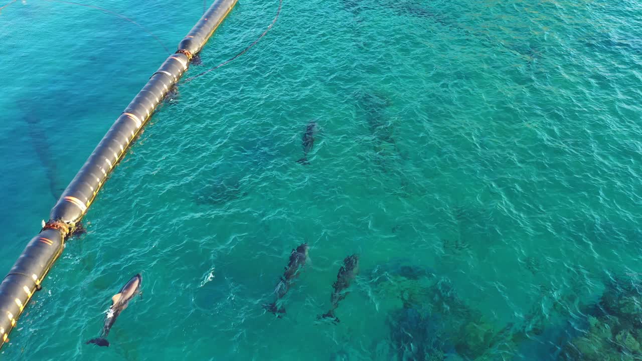 짙은 병코 돌고래 무리가 화창한 날 홍해의 푸른 바다에서 맑은 유역에서 헤엄친다