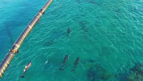 group of dark bottlenose dolphins swims in a clear basin in the blue waters of the red sea on a sunny day