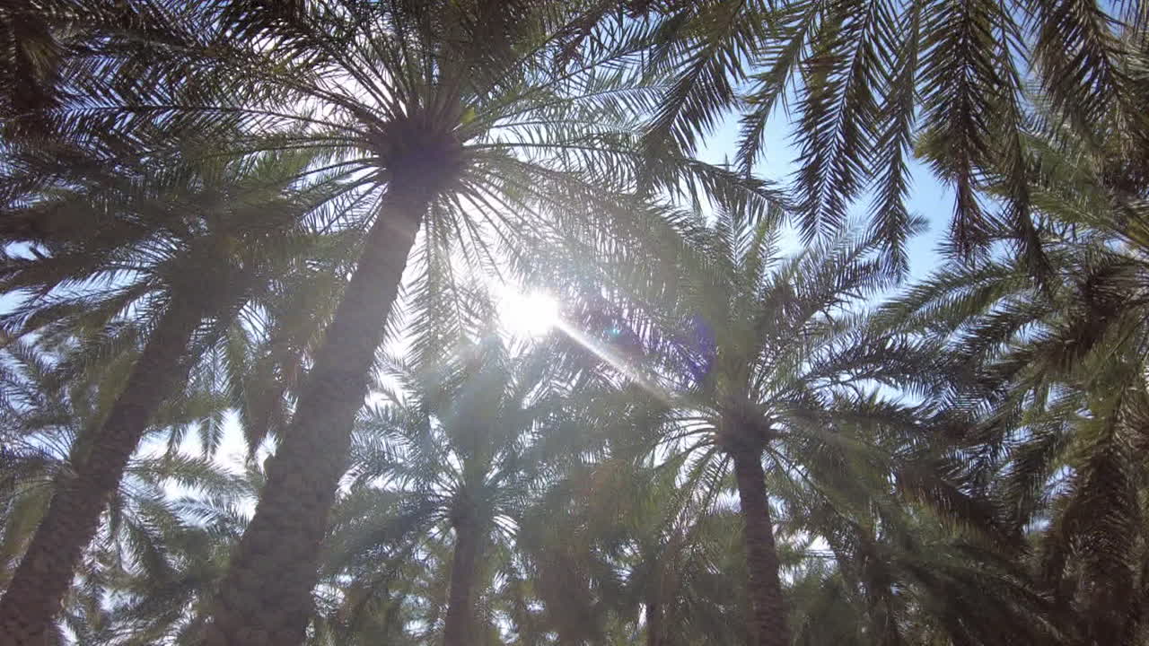 Palm Trees and Sun