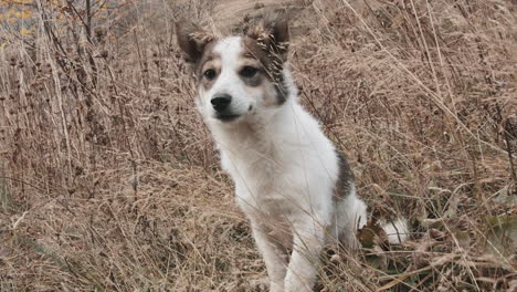 un cachorro en un campo.