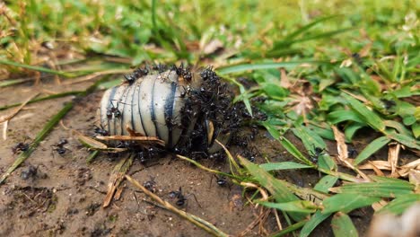 Group-of-black-ants-feeding-on-dead-insect