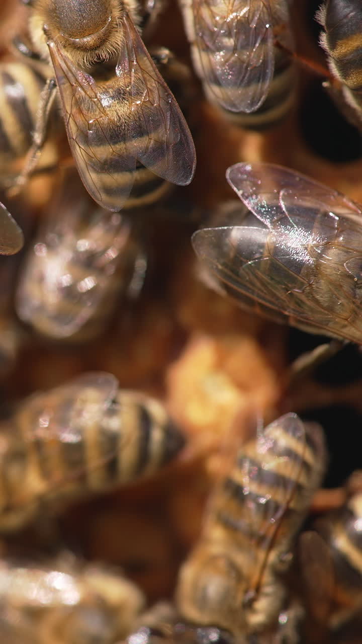 Close up view of bees working in the hive. Busy bees harvesting summer honey. Vertical video
