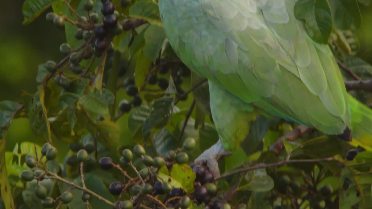 In Peru’s Amazon, a Mealy Parrot closeup sitting in dense foliage, savoring fruit under the warm morning sunlight.