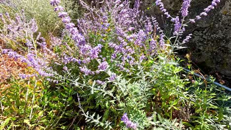 vibrant purple flowers in a lush garden setting