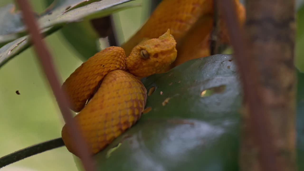 Coiled silently on a mossy branch, the vibrant yellow eyelash pit viper blends into the lush greenery of the Costa Rican rainforest