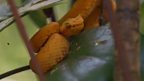 coiled silently on a mossy branch, the vibrant yellow eyelash pit viper blends into the lush greenery of the costa rican rainforest