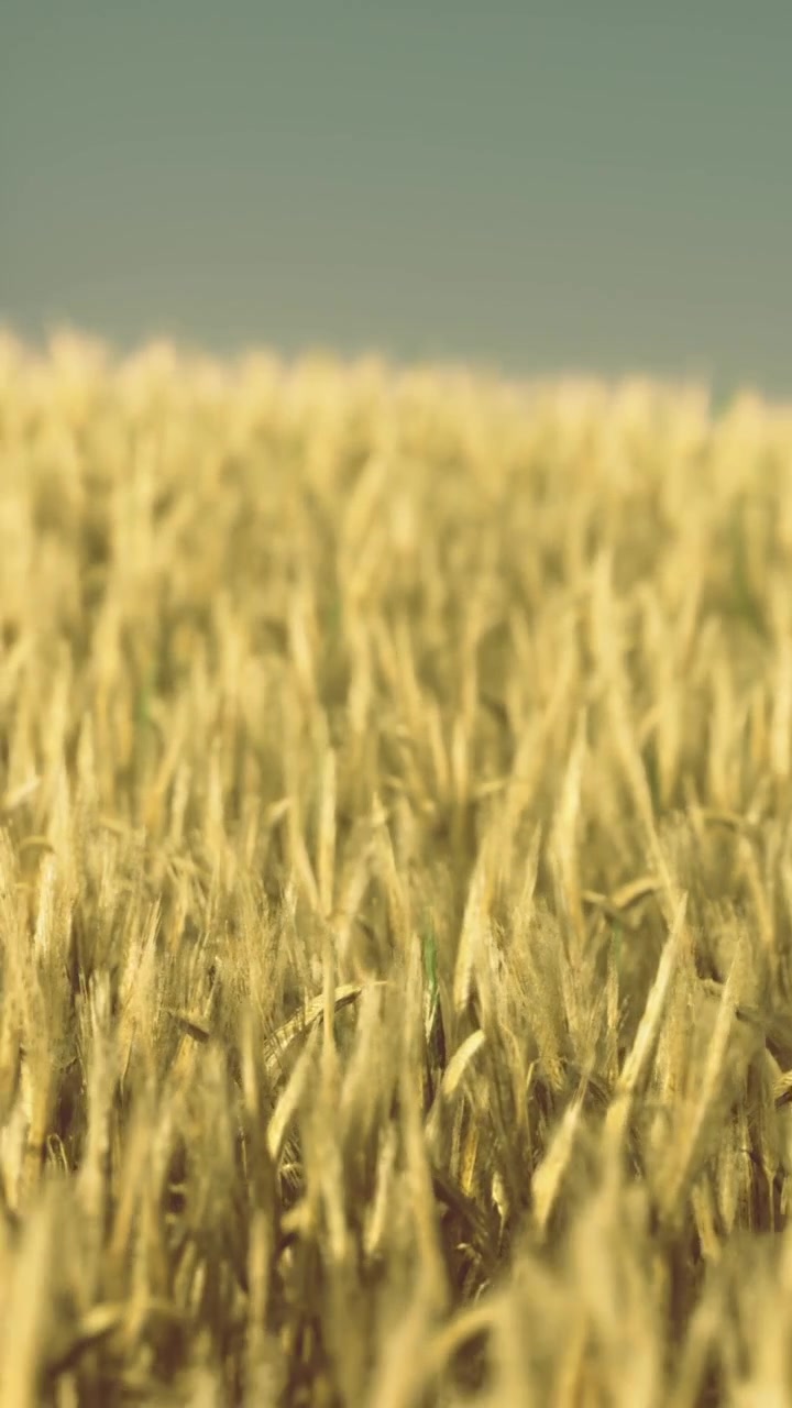 Un campo di grano ondeggia nella brezza calda sotto un cielo sereno.