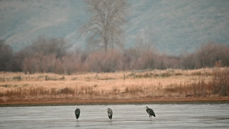 Reflexiones-En-El-Estanque-Con-Las-Elegantes-Garzas-De-Kamloops.