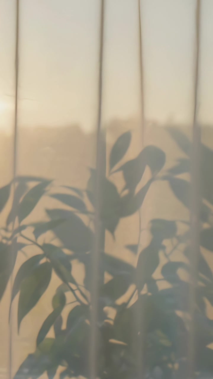 Vertical video: Sun brightening camera panning, broadleaf plant shadow shifting on curtain at home